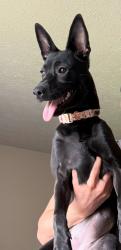 Lost Female Dog last seen Bentler ave , Canton, OH 44721