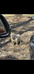 Lost Female Dog last seen Lawyers Road , Indian Trail, NC 28079