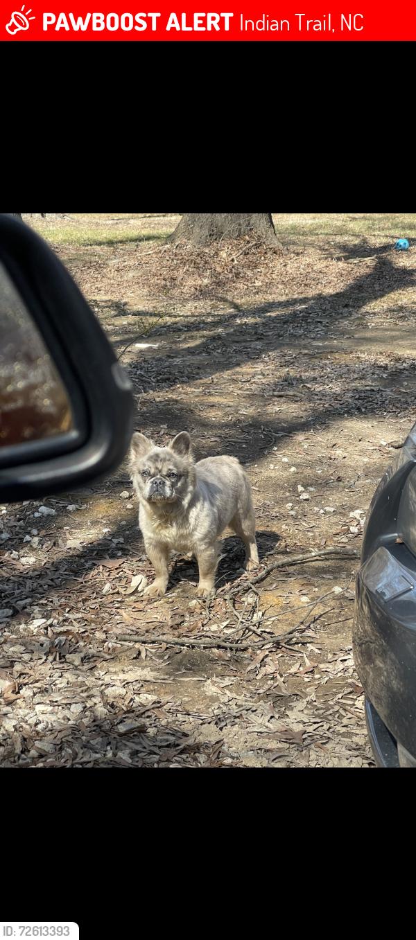 Lost Female Dog last seen Lawyers Road , Indian Trail, NC 28079
