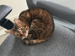 Lost Female Cat last seen 236th Place Southwest, Bothell, WA 98021