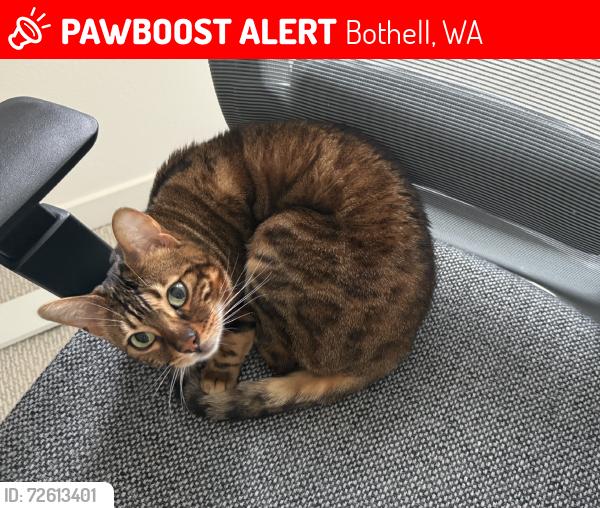 Lost Female Cat last seen 236th Place Southwest, Bothell, WA 98021