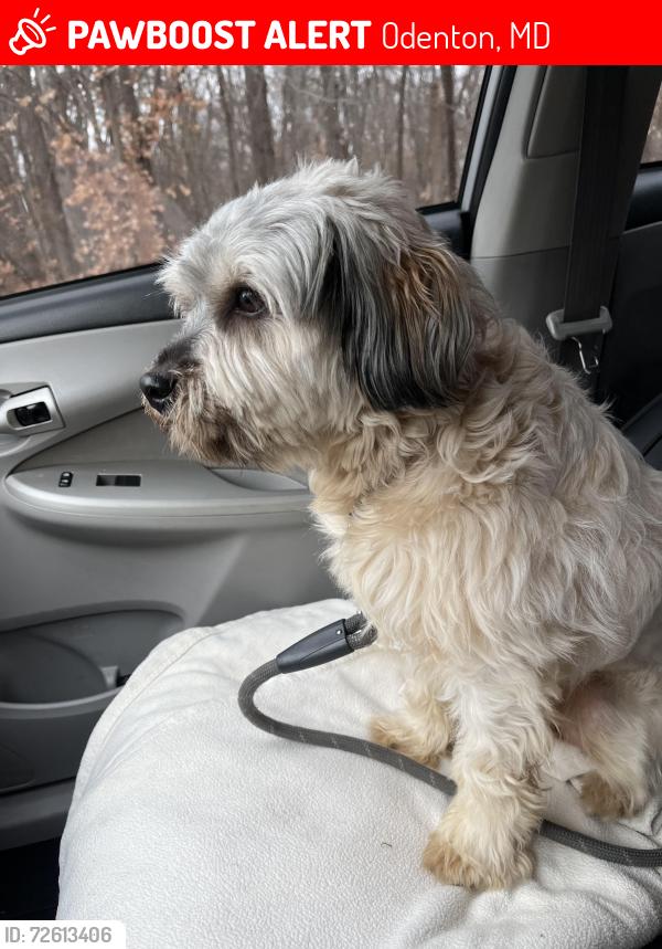 Lost Male Dog last seen N/a , Odenton, MD 21113