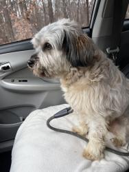 Lost Male Dog last seen N/a , Odenton, MD 21113
