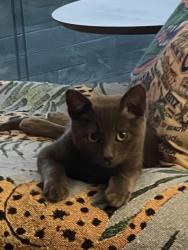 Lost Male Cat last seen Honeytree Lane near Porcher Rd, Merritt Island, FL 32953