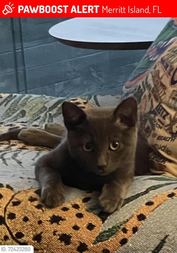 Lost Male Cat last seen Honeytree Lane near Porcher Rd, Merritt Island, FL 32953