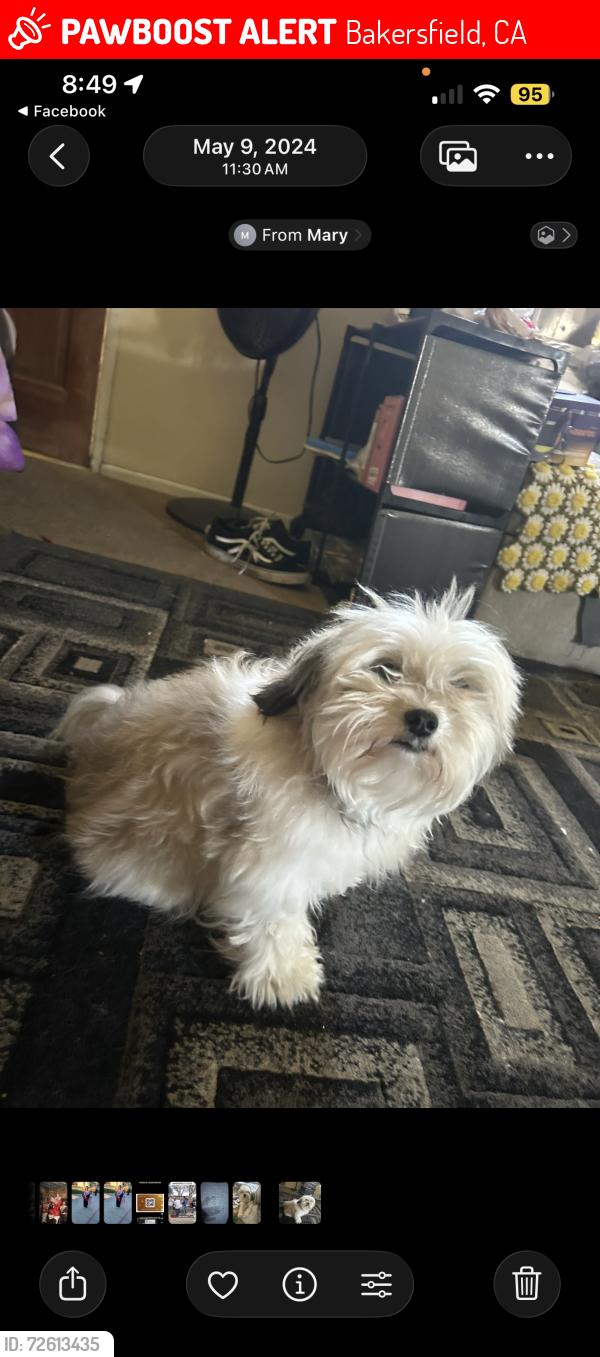 Lost Female Dog last seen Panamá st and 30 st, Bakersfield, CA 93301