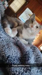 Lost Female Cat last seen Close to railroad tracks, Plainville, GA 30733