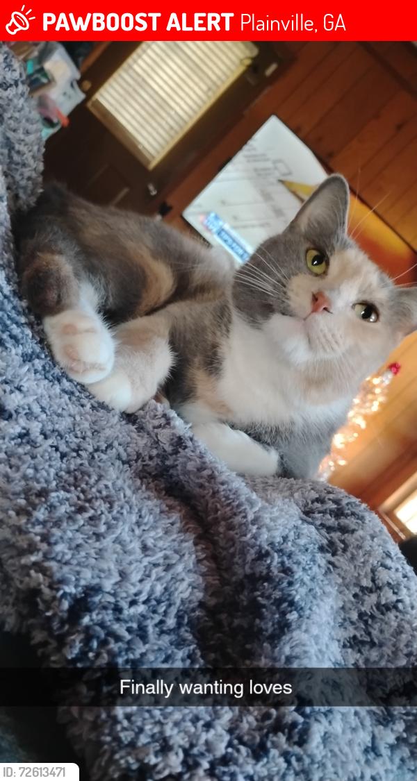 Lost Female Cat last seen Close to railroad tracks, Plainville, GA 30733