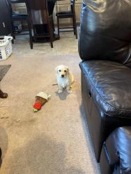 Found/Stray Female Dog last seen Pourroy Road in Whisper Heights area, Riverside County, CA 92563