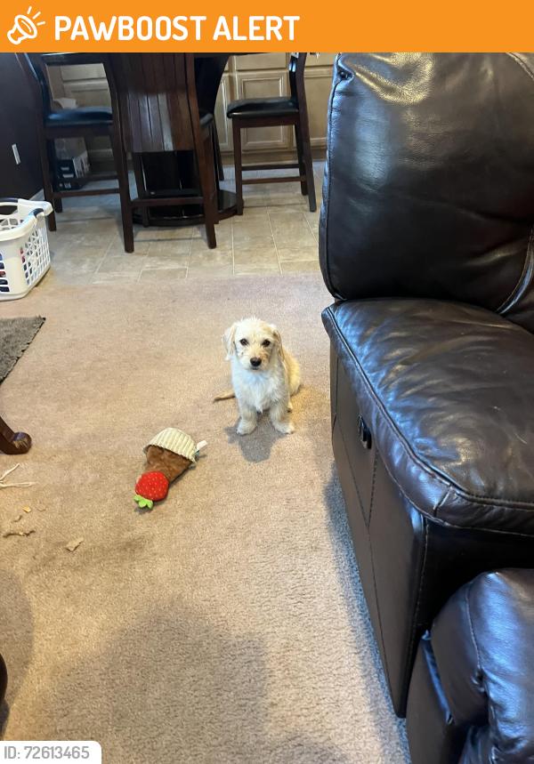 Found/Stray Female Dog last seen Pourroy Road in Whisper Heights area, Riverside County, CA 92563