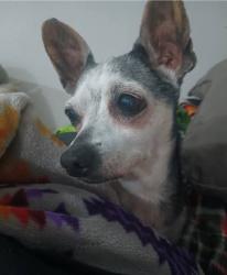 Lost Female Dog last seen Ramon, Cathedral City, CA 92234