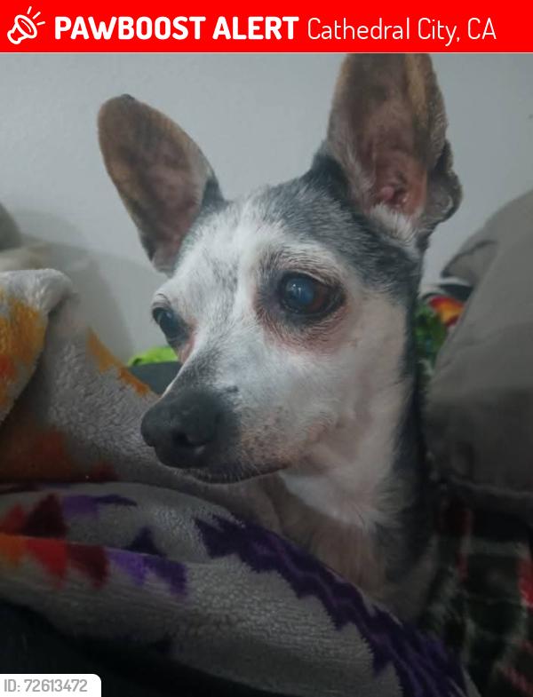 Lost Female Dog last seen Ramon, Cathedral City, CA 92234