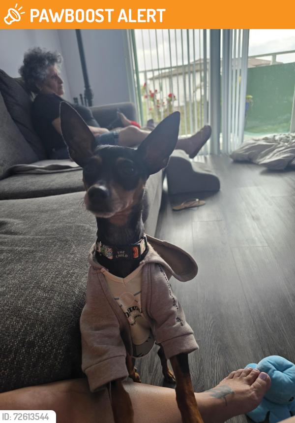Found/Stray Female Dog last seen Near ave and sw 200th st, Miami-Dade County, FL 33177