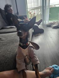 Found/Stray Female Dog last seen Near ave and sw 200th st, Miami-Dade County, FL 33177