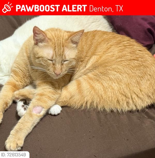 Lost Male Cat last seen Mercedes Rd, Denton, TX 76205, Denton, TX 76205