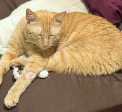 Lost Male Cat last seen Mercedes Rd, Denton, TX 76205, Denton, TX 76205