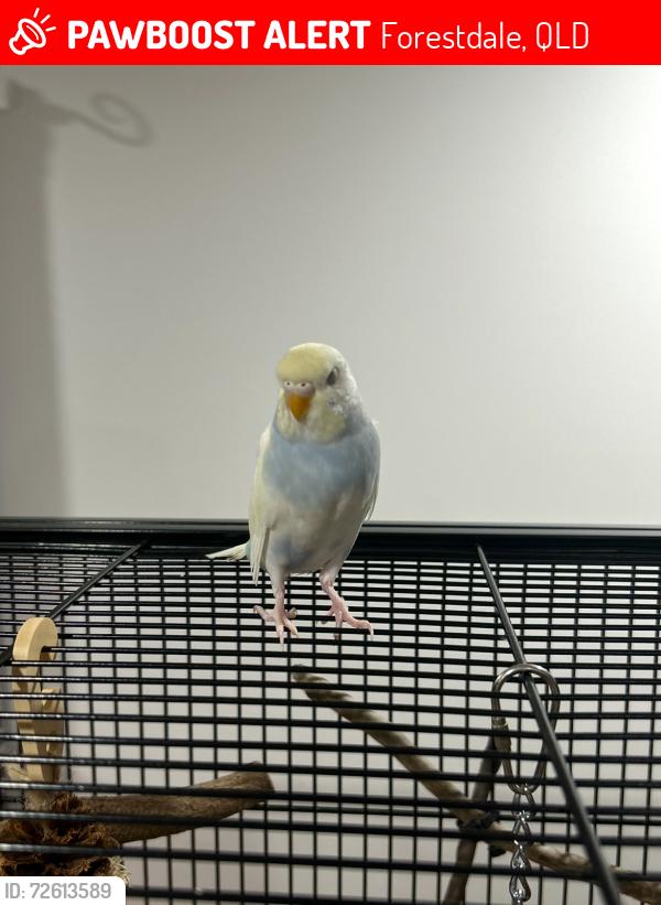 Lost Female Bird last seen Forestdale Drive, Forestdale , Forestdale, QLD 4118