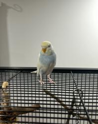 Lost Female Bird last seen Forestdale Drive, Forestdale , Forestdale, QLD 4118