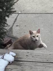 Found/Stray Male Cat last seen McKinley Ave , Des Moines, IA 50309