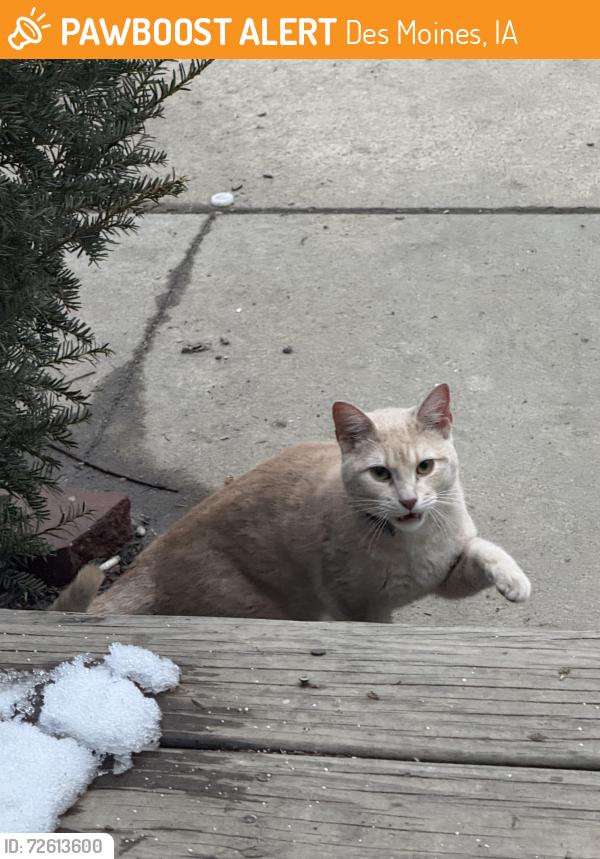 Found/Stray Male Cat last seen McKinley Ave , Des Moines, IA 50309