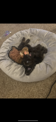 Lost Male Dog last seen Near highshool rd, Indianapolis, IN 46254