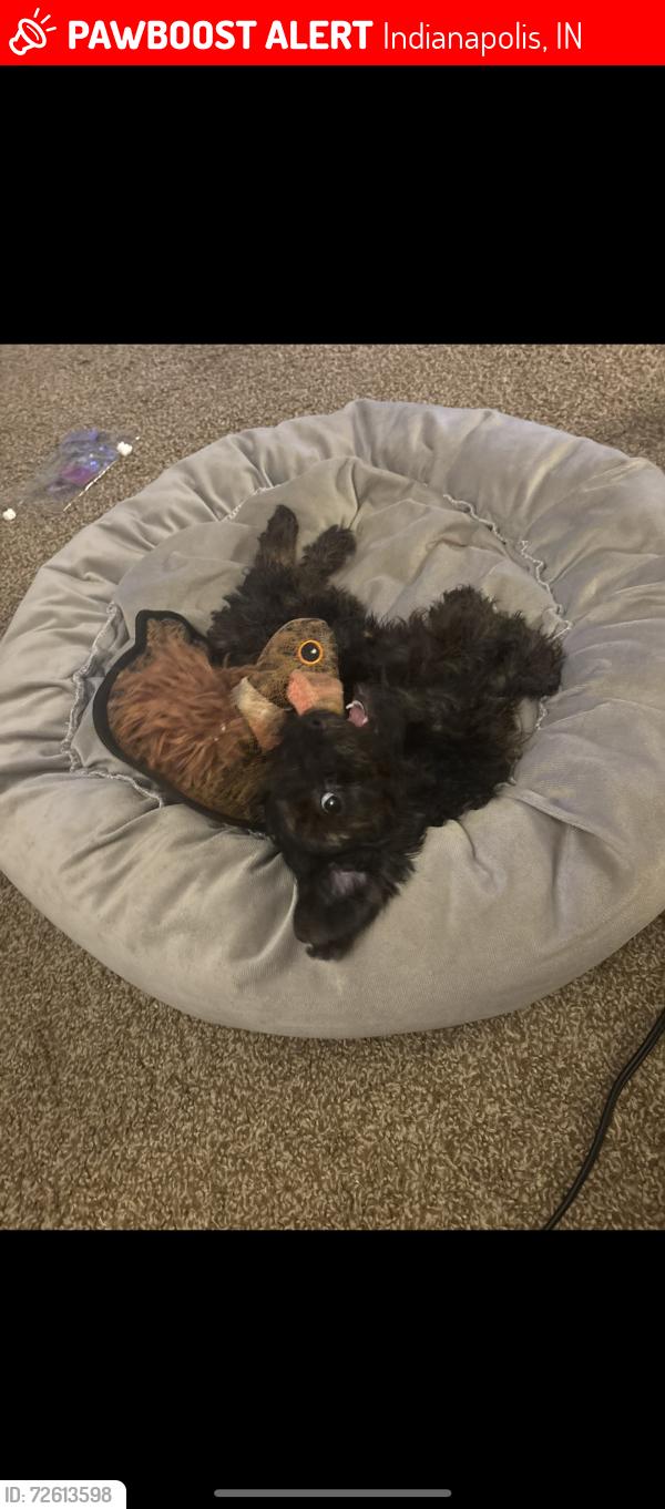 Lost Male Dog last seen Near highshool rd, Indianapolis, IN 46254