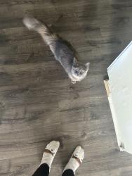 Found/Stray Unknown Cat last seen Portola and haystack , Palm Desert, CA 92260