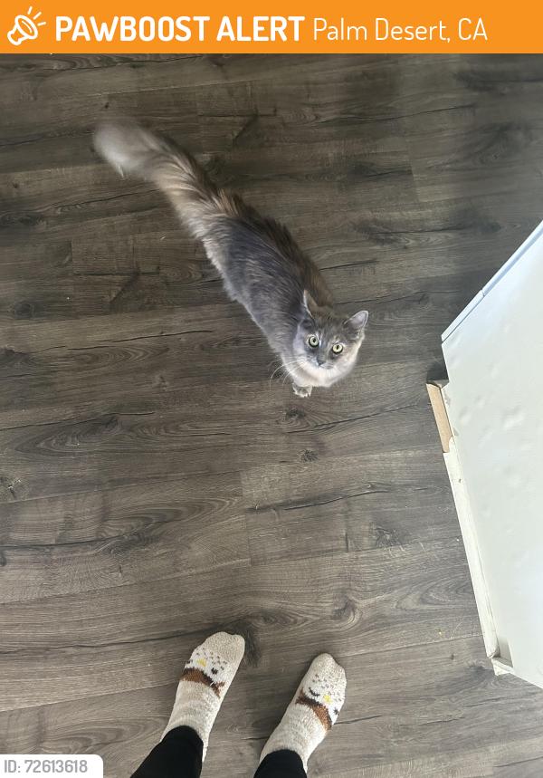 Found/Stray Unknown Cat last seen Portola and haystack , Palm Desert, CA 92260