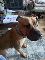 Found/Stray Male Dog last seen Walnut st and montview st, Wilkinsburg, PA 15221