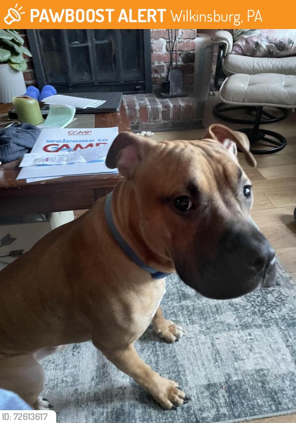 Found/Stray Male Dog last seen Walnut st and montview st, Wilkinsburg, PA 15221