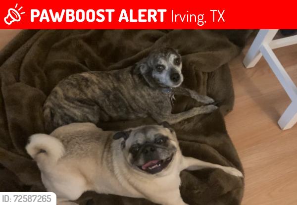 Lost Male Dog last seen Northgate and Portland Street, Irving, TX 75038