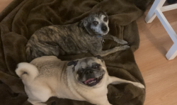 Lost Male Dog last seen Northgate and Portland Street, Irving, TX 75038