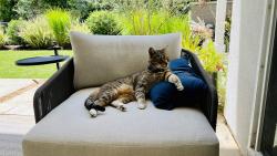 Lost Male Cat last seen Normandy Rd and Urania Ave, Encinitas, CA 92024