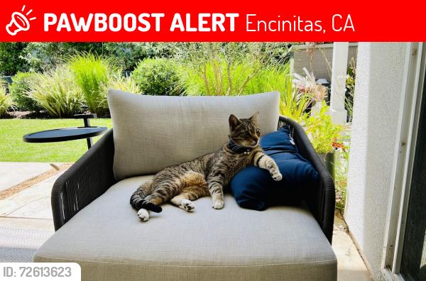 Lost Male Cat last seen Normandy Rd and Urania Ave, Encinitas, CA 92024