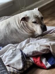Lost Female Dog last seen Pinebrook and Nature Dr , Montgomery, AL 36117