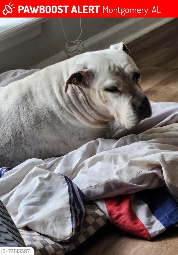 Lost Female Dog last seen Pinebrook and Nature Dr , Montgomery, AL 36117