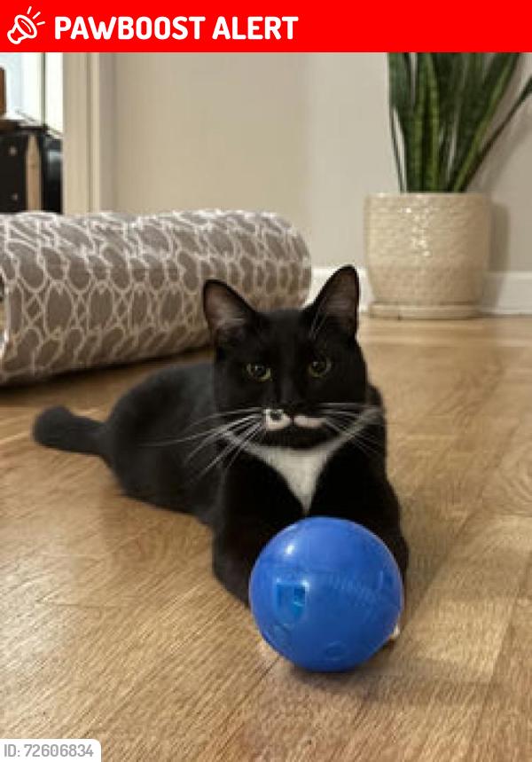 Lost Male Cat last seen Creeks Edge and Fallen Log, Chatham County, NC 27516