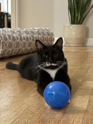 Lost Male Cat last seen Creeks Edge and Fallen Log, Chatham County, NC 27516