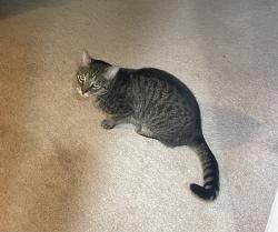 Lost Male Cat last seen Oak Lane, Marietta, GA 30062