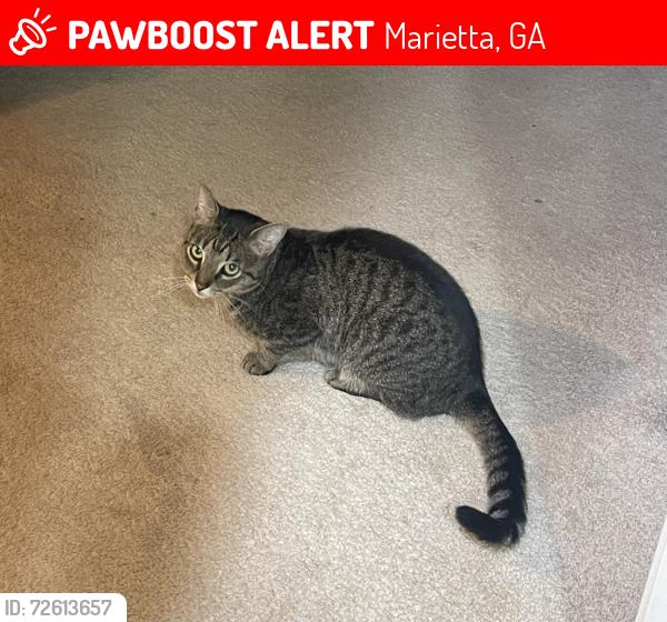 Lost Male Cat last seen Oak Lane, Marietta, GA 30062