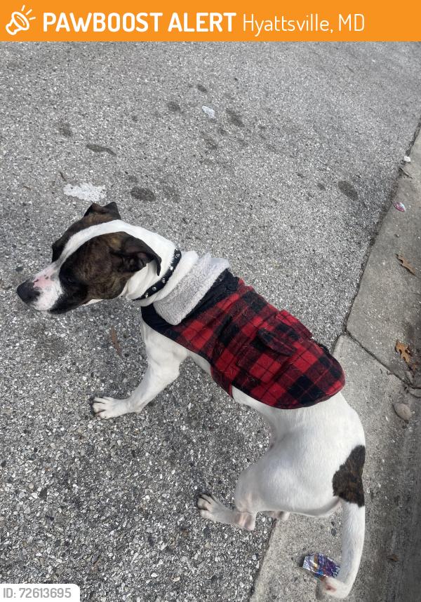 Found/Stray Female Dog last seen 53rd Pl and gallatin , Hyattsville, MD 20781