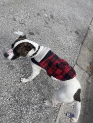 Found/Stray Female Dog last seen 53rd Pl and gallatin , Hyattsville, MD 20781