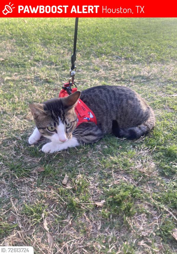 Lost Male Cat last seen Ran Towards bayou at Briarbend Park, Houston, TX 77063