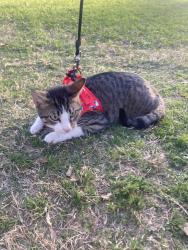 Lost Male Cat last seen Ran Towards bayou at Briarbend Park, Houston, TX 77063