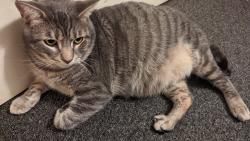 Lost Male Cat last seen South Olden Ave & Liberty Street, Hamilton Township, NJ 08610