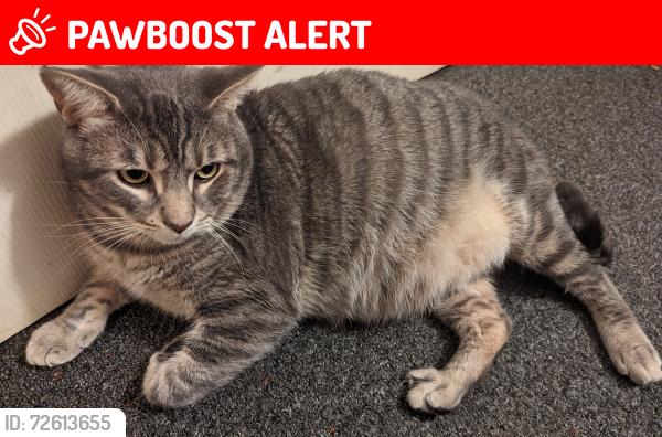 Lost Male Cat last seen South Olden Ave & Liberty Street, Hamilton Township, NJ 08610