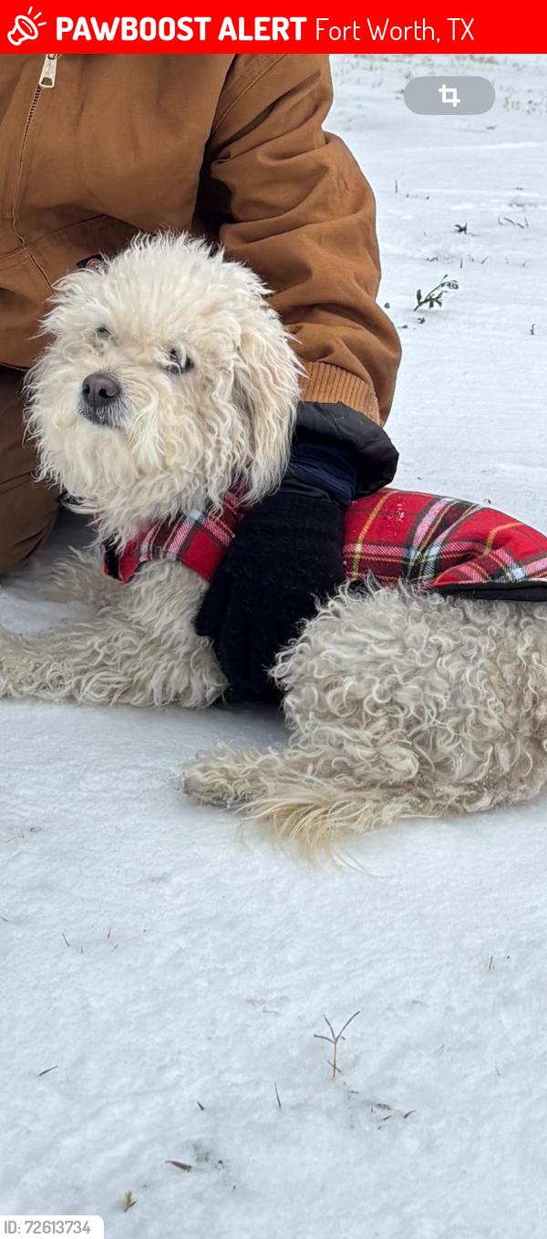 Lost Female Dog last seen Near NW 23rd st , Fort Worth, TX 76164