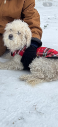 Lost Female Dog last seen Near NW 23rd st , Fort Worth, TX 76164