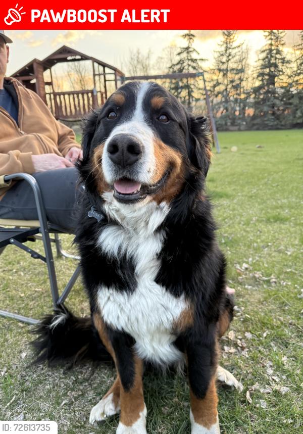 Lost Male Dog last seen Range Road 273 East of Carstairs, between twp Roads 302 - 300, Mountain View County, AB T0M 0A0