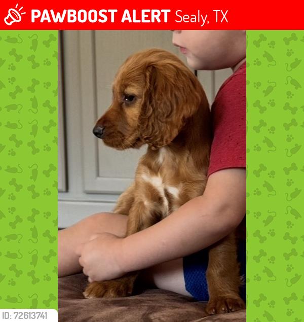 Lost Male Dog last seen Horizon Kennels, Sealy, TX 77474